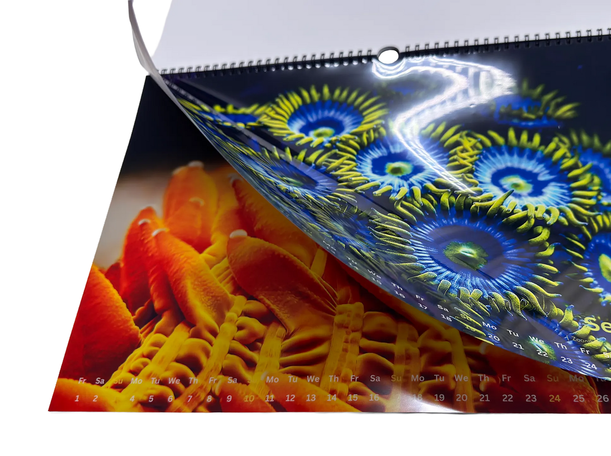 COLORS OF THE REEF