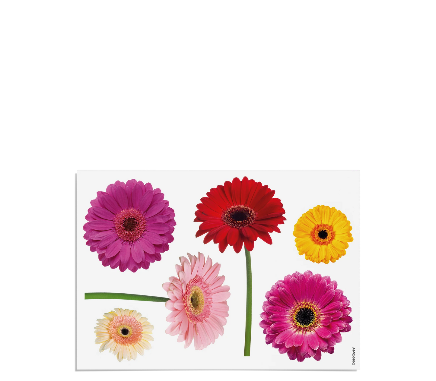 Fensterbilder | Gerbera