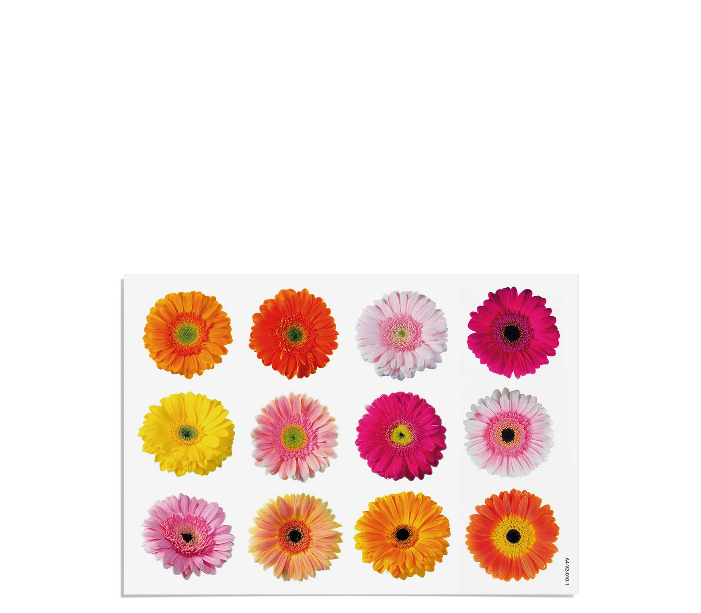 Fensterbilder | Gerbera