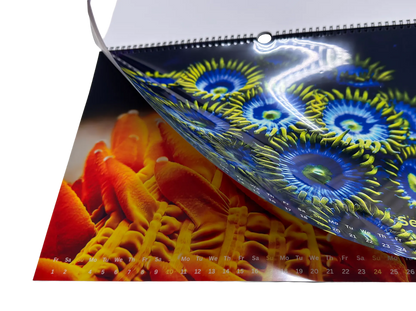 COLORS OF THE REEF
