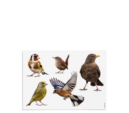 Fensterbilder | Heimische Vögel