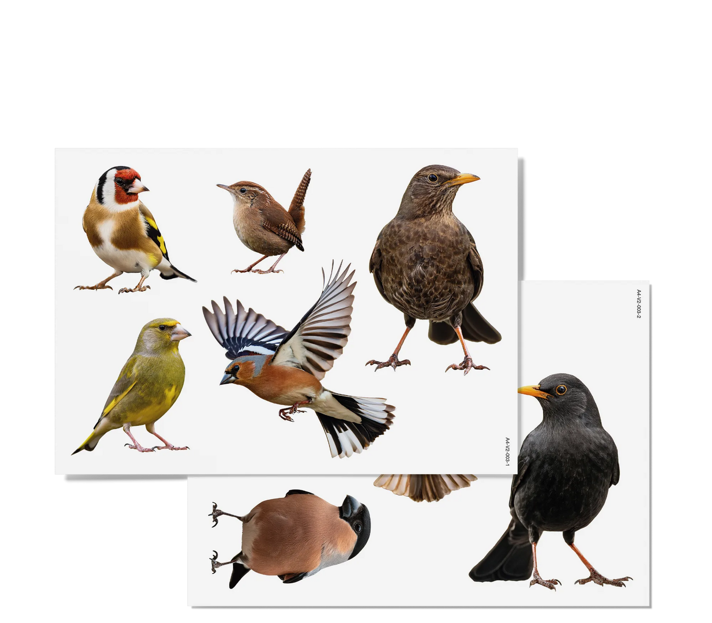 Fensterbilder | Heimische Vögel