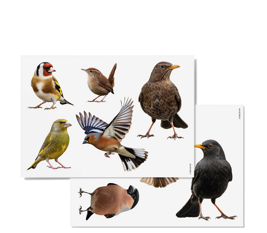 Fensterbilder | Heimische Vögel