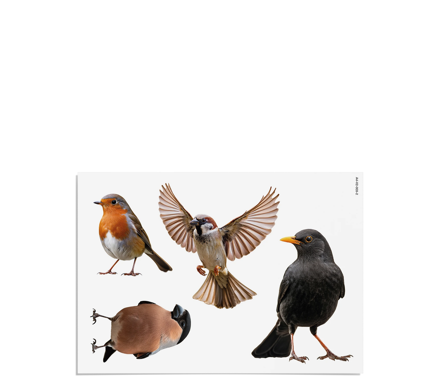 Fensterbilder | Heimische Vögel