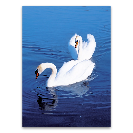 Schwäne im Wasser